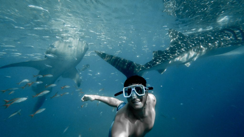 scuba diving in the philippines, swimming with whale sharks