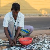 fishing in Sri Lanka - Fish is part of the staple sri lankan cuisine