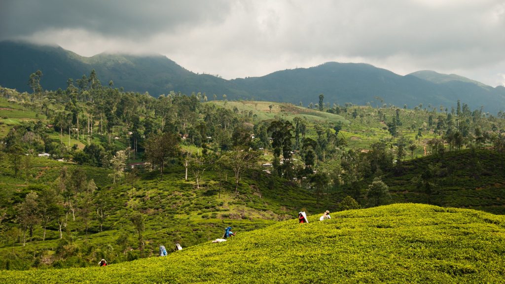 Beste Reisezeit Sri Lanka Asia Someday
