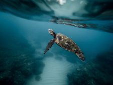 DIVING IN HIKKADUWA