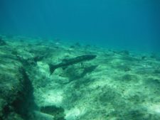 Barracudas while diving 