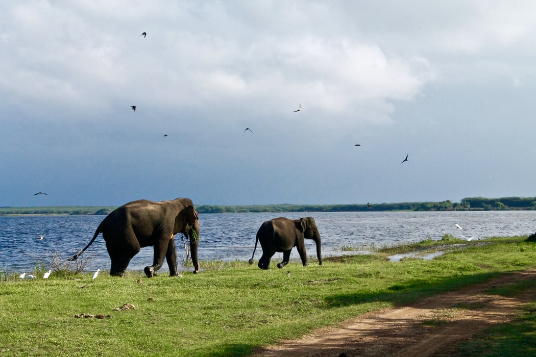 Elephants im Minneriya National Park