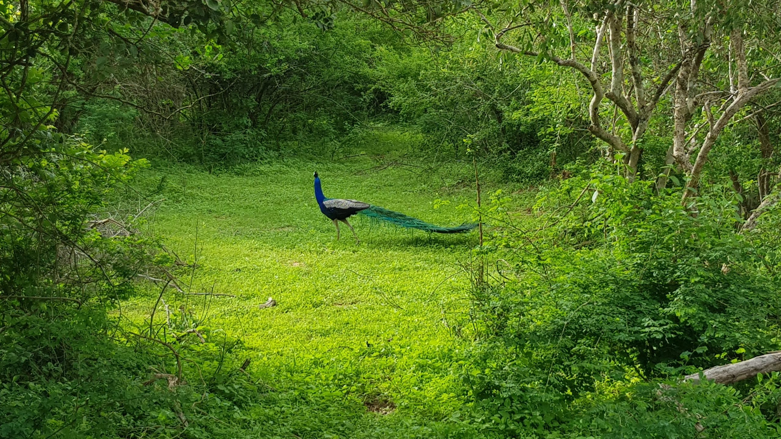 best national parks of sri lanka - bundala national park