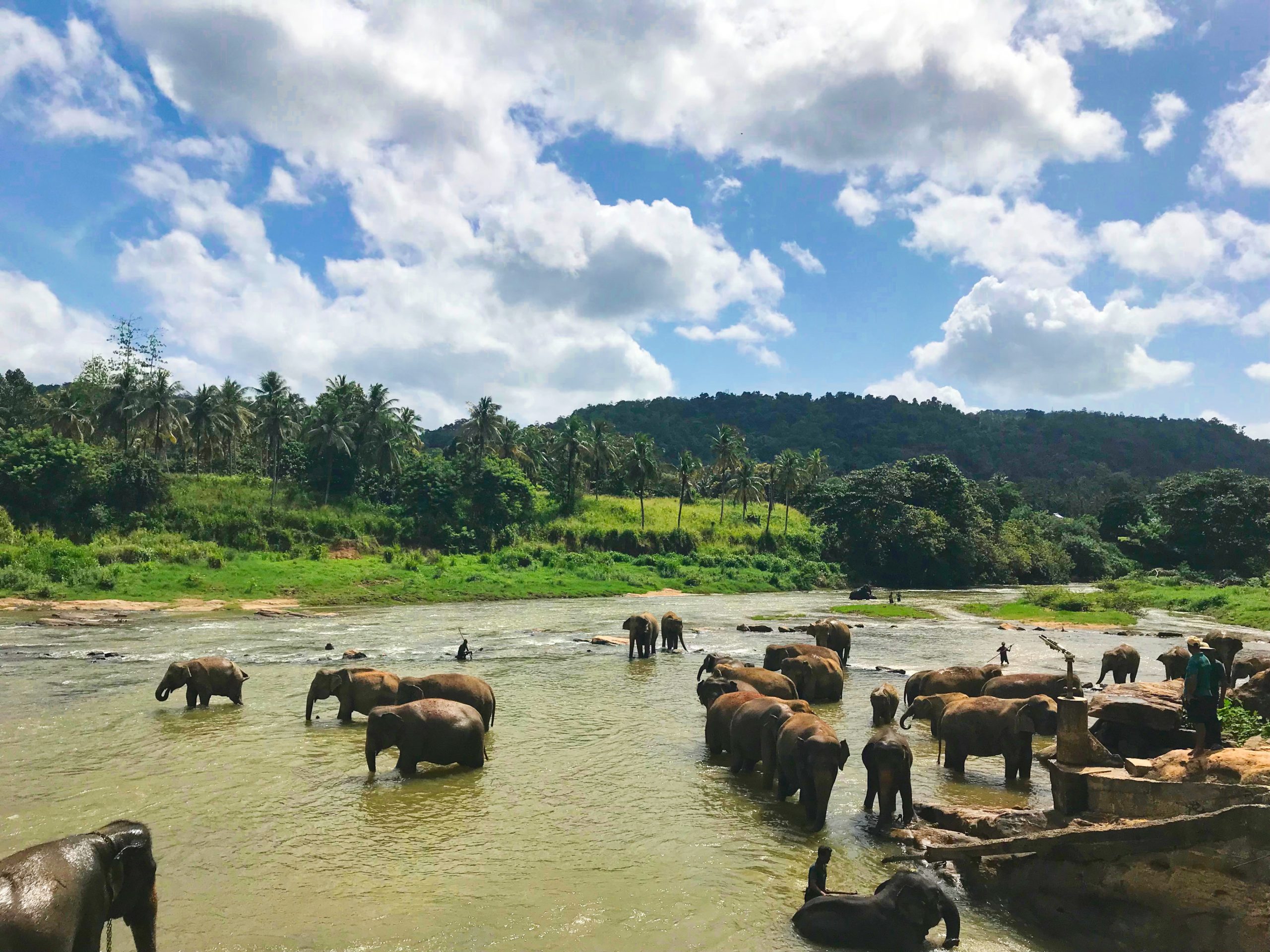 elephants in sri lanka in Minneriya national park - the gathering