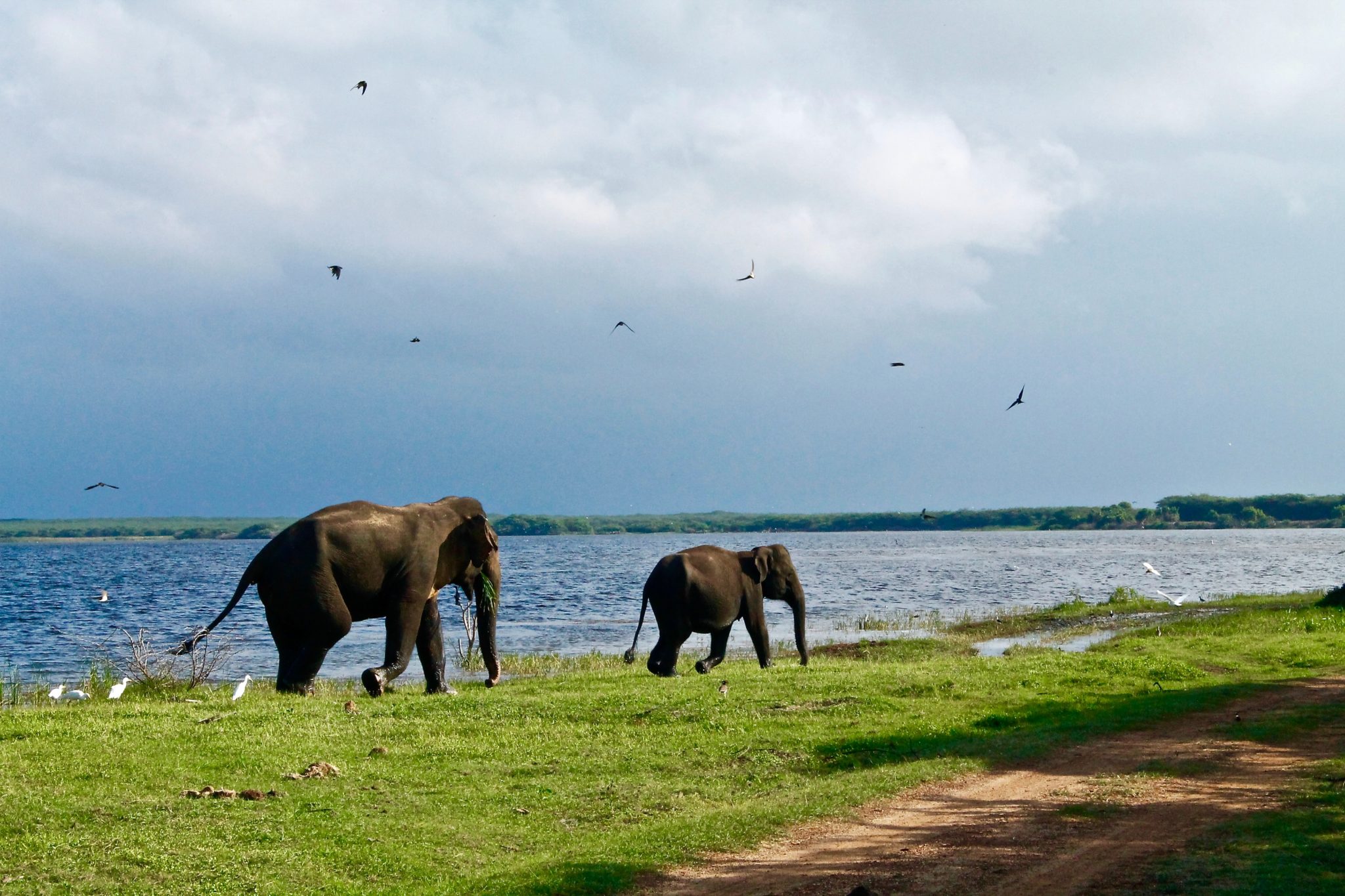 Nationalparks Sri Lanka - Die 6 besten Parks - Asia Someday