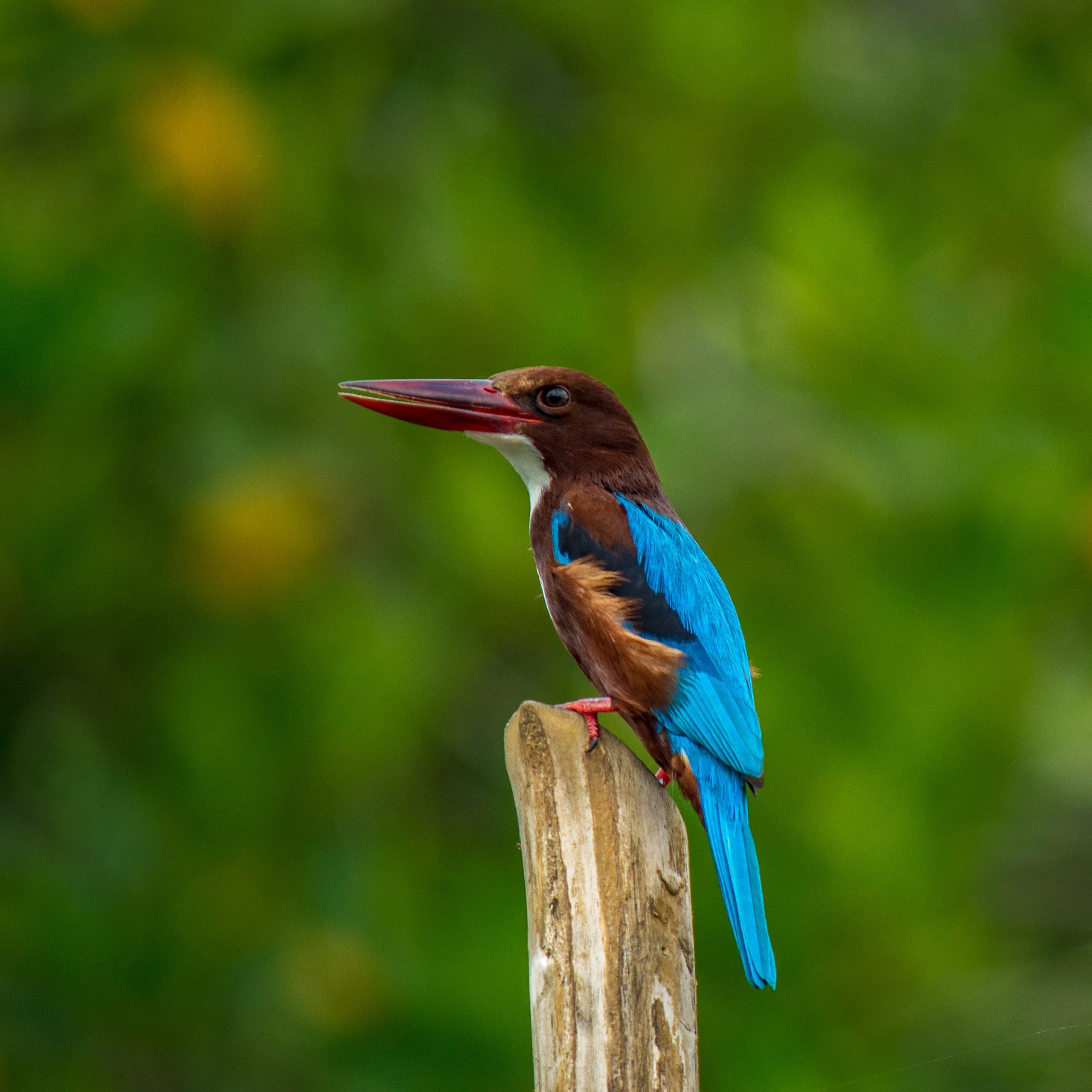 udawalawe national park a treat for all the bird watching enthusiasts