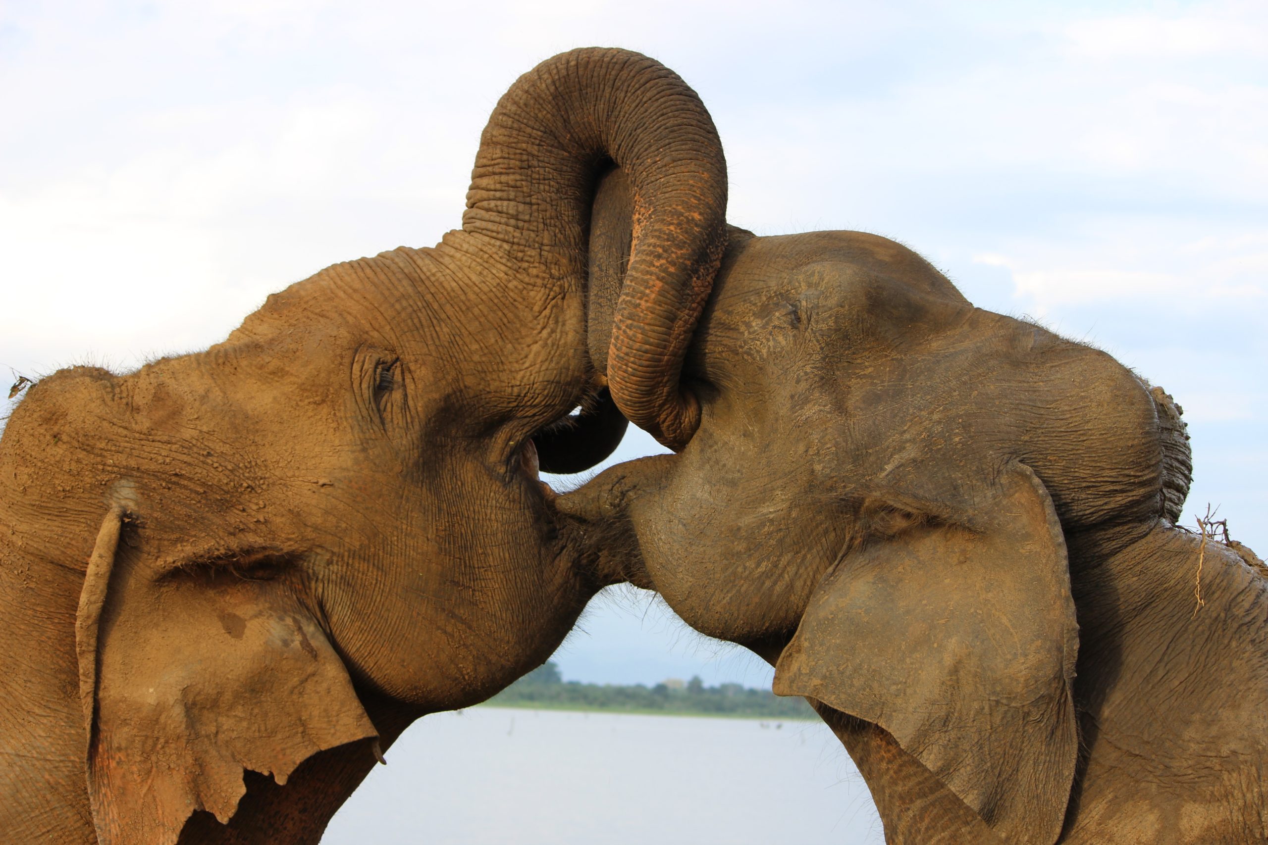 elephants at Minneriya National Park