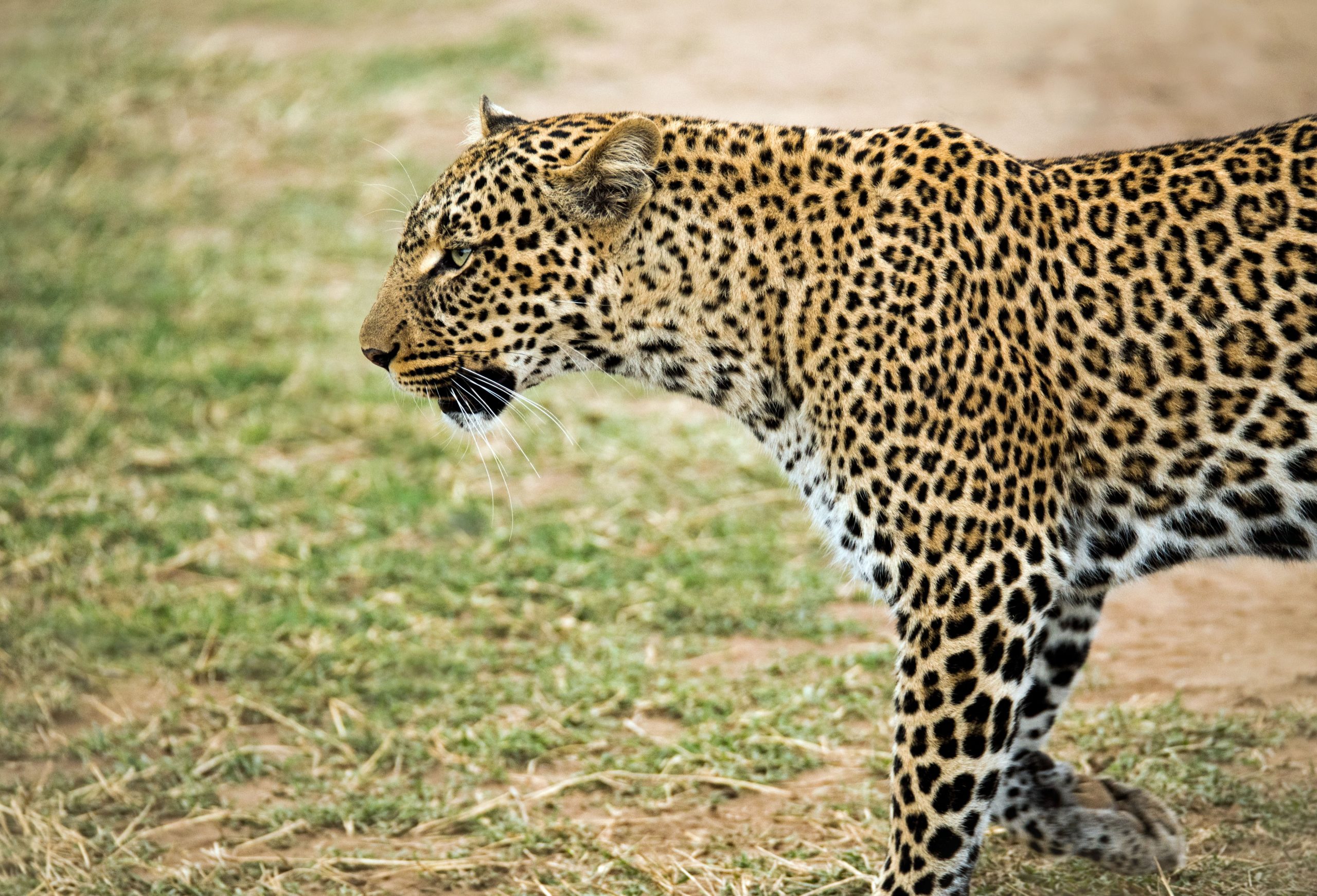yala national park - leopards in sri lanka