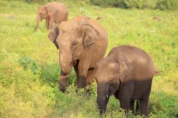 Elefanten im Nationalpark in Sri Lanka im August