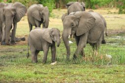 elephants at MInneriya National Park