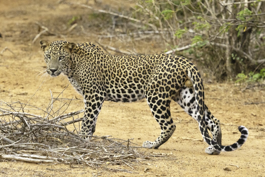 Leopard im Yala national park in sri lanka