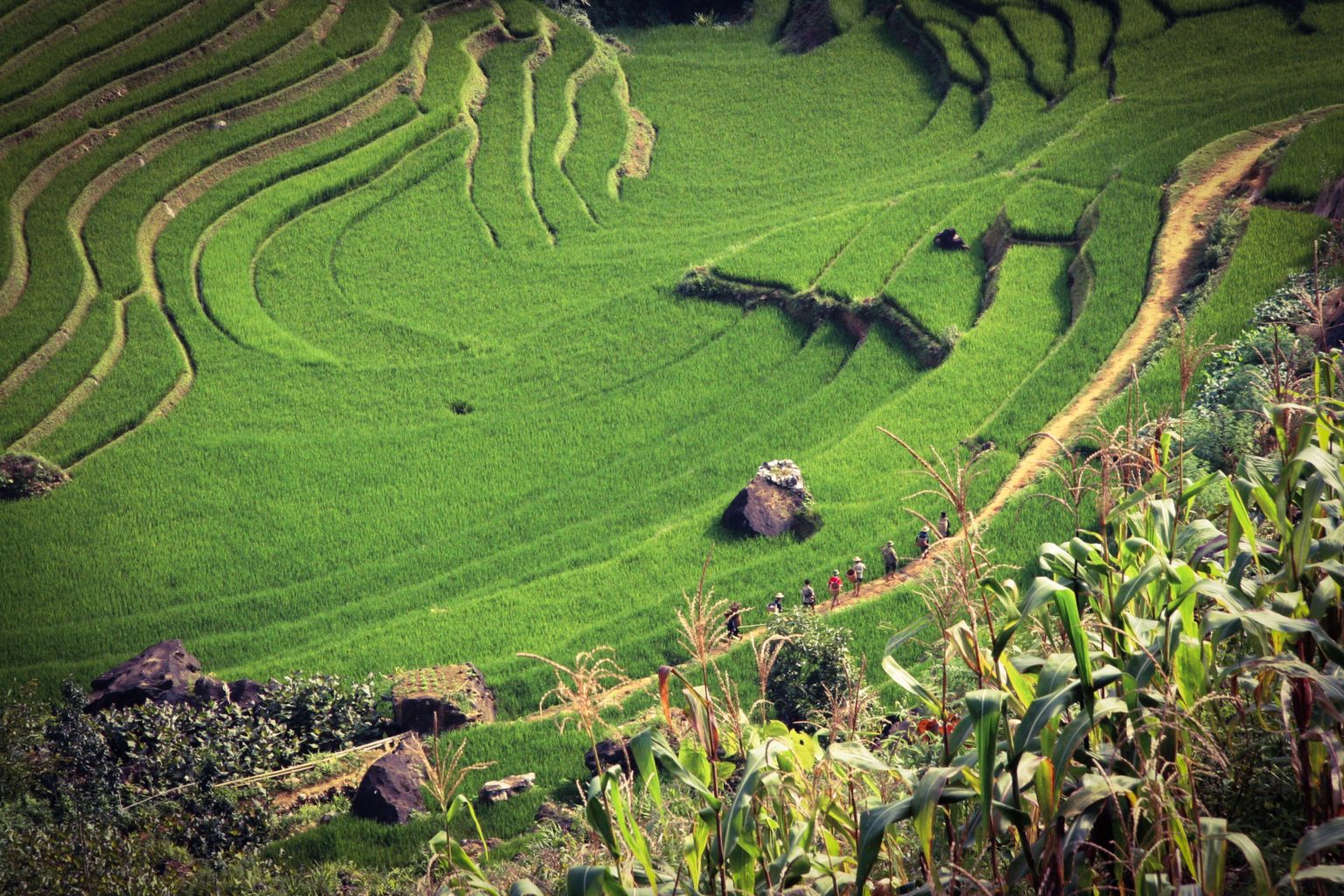 Reisfelder in Vietnam: Dorthin reisen, wo der Reis wächst