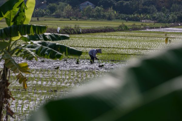 weather in north Vietnam in May