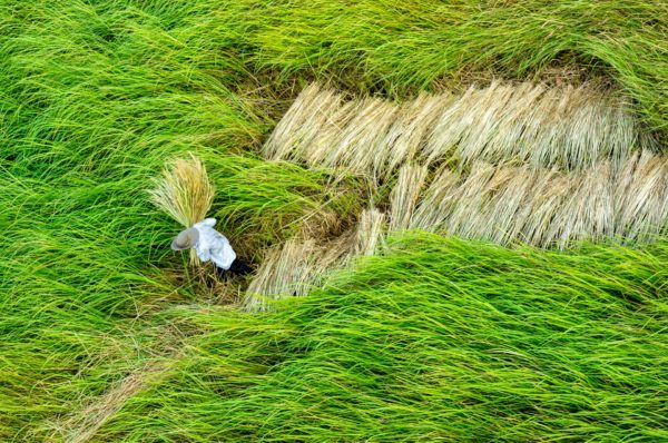 rice harvest in Vietnam